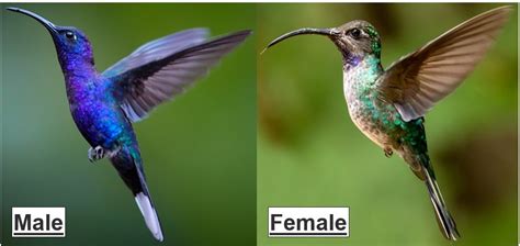 17 MOST COMMON Hummingbirds in Mexico! (2024) - Bird Watching HQ