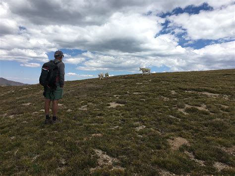Utah wildlife officials want to put mountain goats places they haven’t