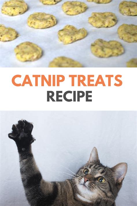 Catnip Treats Recipe Doobert Catnip Treats Cat Treats Homemade