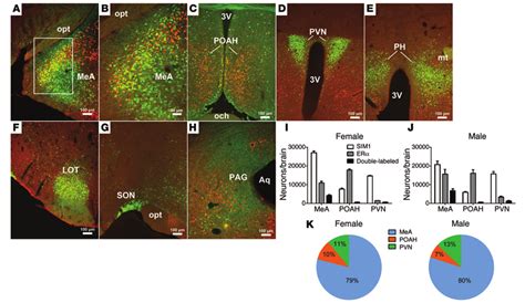 Colocalization Of Er And Sim In Mouse Brains Ah Dual