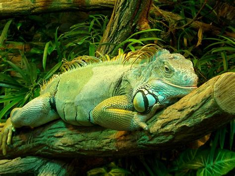 Green Iguana Facts and pictures | Reptile Fact