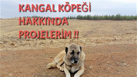 Kangal K Pe Hakkinda Proje Ler M Youtube