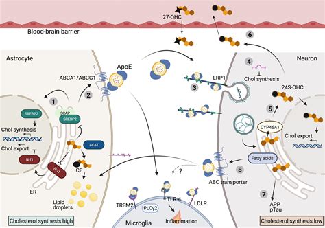 Frontiers Cholesterol And Alzheimers Disease From Risk Genes To