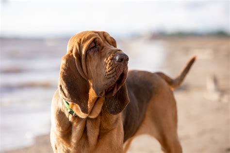 Quelles sont les races de chiens les plus difficiles à dresser