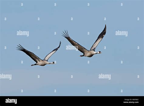 Common crane in its natural habitat in Sweden Stock Photo - Alamy