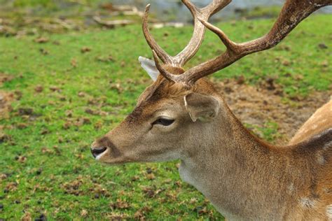 Kostenlose foto Wald Tierwelt wild Hirsch Horn Säugetier Fauna