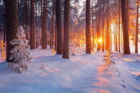 4K Descarga Gratis Bosque Nevado Al Amanecer Resplandor Rayos