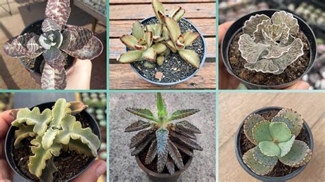 ApresentaÇÃo De 32 EspÉcies De Kalanchoe Para IdentificaÇÃo Nomes CientÍficos Kalanchoe Youtube