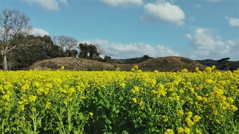 菜の花の新原・奴山古墳群 ひとバーちゃんのブログ