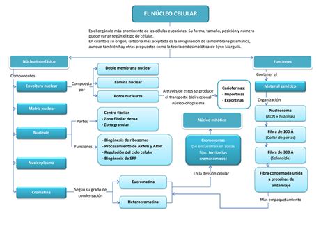 Bioquimica Y Sus Ramas Mapa Conceptual Jlibalwsap Images