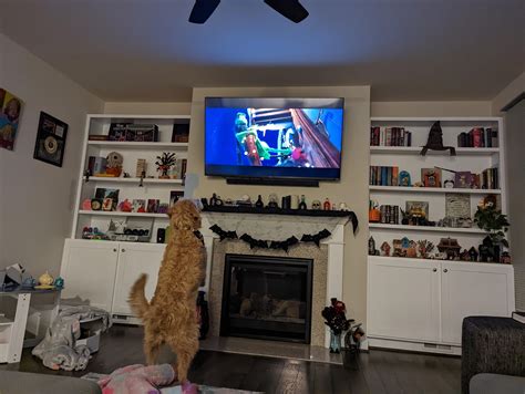 anybody's else's doodle bark at all animals on the TV? : r/labradoodles