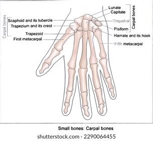 Carpal Bones Anatomy Mnemonic Labeled Diagram 43 OFF