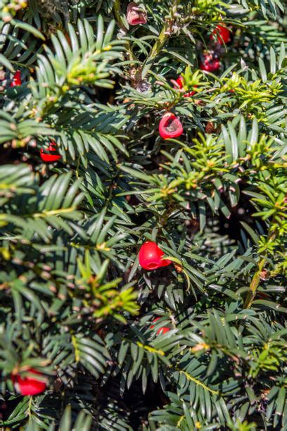 140 Yew Taxus Baccata Branch And Cone Fruits Stock Photos Pictures