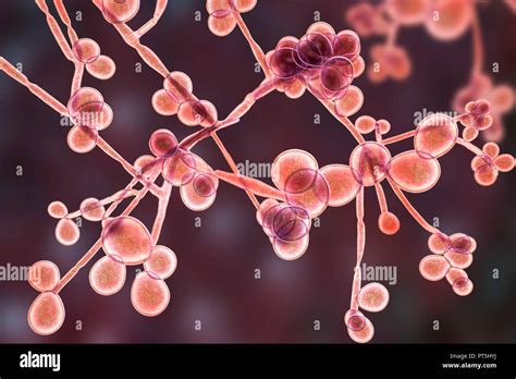 Computer Illustration Of The Yeast And Hyphae Stages Of Candida