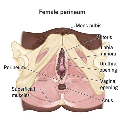 Perineum Location Anatomy Function And Conditions