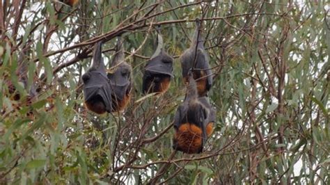 Lots Fruit Bats Hanging Upside Down Stock Footage Video (100% Royalty ...