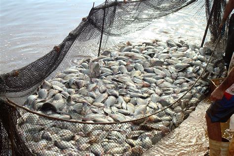 Mato Grosso do Sul realiza a 18º edição da Semana do Pescado