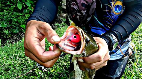 Mancing Ikan Gabus Softfrog No Name Langsung Amiss YouTube