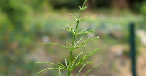 La prêle au jardin savez vous comment la reconnaître et l utiliser