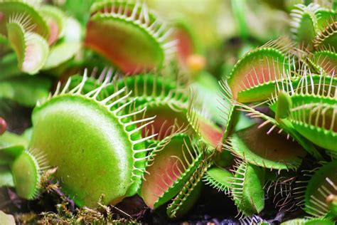 Todo Lo Que Debes Saber Sobre La Drosera Binata Una Planta Carn Vora