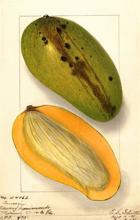 Mangifera Indica Ameeri By Ellen Isham Schutt Artvee