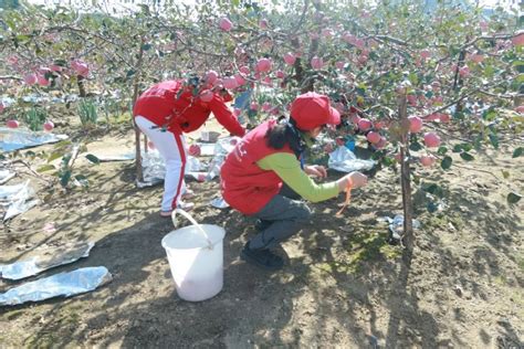 “爱心助农 同心筑梦”——报社牵线龙湖搭起公益桥 一天直播带货7500斤澎湃号·媒体澎湃新闻 The Paper