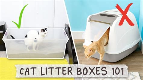 The Best Cat Litter Box Set Up All About Litter Boxes Youtube