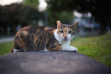 Can You Adopt An Ear Tipped Tnr Cat All You Need To Know Vet Verified Info Catster