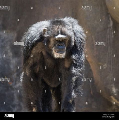 The Alpha Male Chimpanzee Stock Photo Alamy