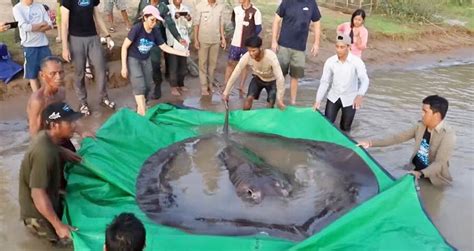 Worlds Biggest Freshwater Fish Caught In Cambodia