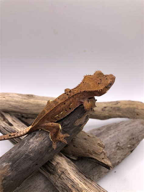 Dark Dalmatian Crested Gecko By Secret Garden Geckos Morphmarket