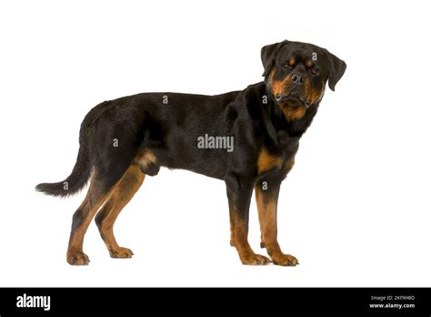 Rottweiler Cut Out Stock Images And Pictures Alamy