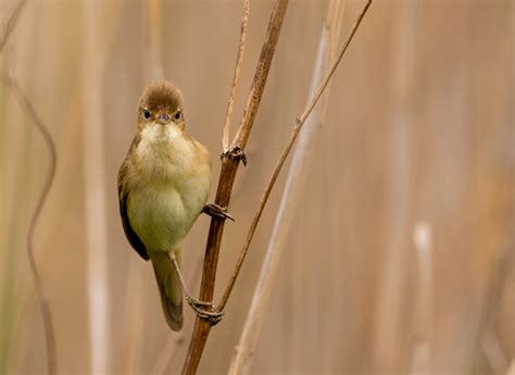 Karklin Nendrinuk Marsh Warbler Acrocephalus Palustr Flickr