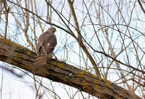 Gavil N Euroasi Tico Accipiter Nisus Un Ave De Rapi A Se Asienta Sobre