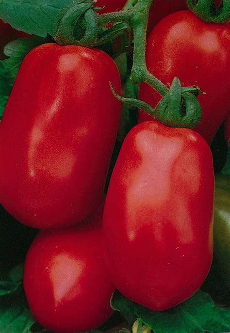 Viridis Hortus Tomato Roma VF 130 Vegetable Seeds Excellent Plum