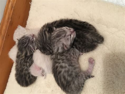 Snow Leopard Bengal Kittens & Cats for Sale