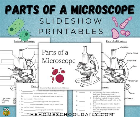 The Parts Of A Microscope Labeled Printable Printable Th