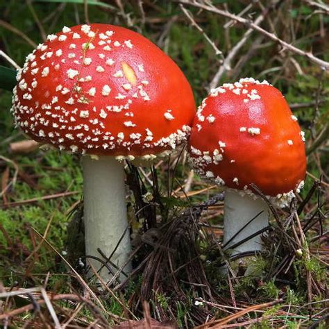 What Does Amanita Muscaria Have To Do With Christmas North Spore