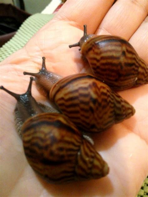 Pin By Jacqueline Grootelaar On Snails And Slugs Snail Cool Bugs Slugs