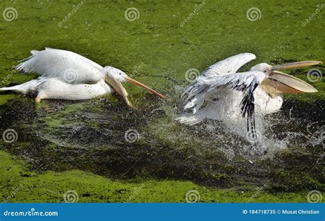 Pel Canos Blancos Jugando En El Agua Imagen De Archivo Imagen De