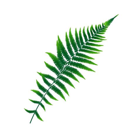 Fern Leaf Vector Background Illustration 4261726 Vector Art At Vecteezy