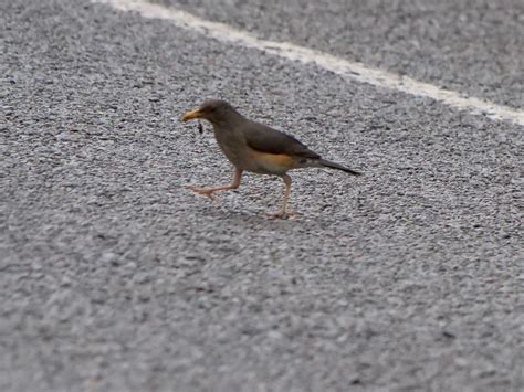 Abyssinian Ground Thrush Valerie Gebert Flickr