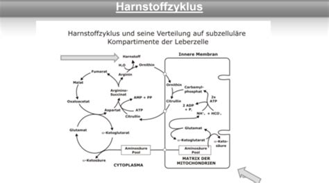 Grundlagen Der Klinischen Chemie Harstoffzyklus Karteikarten Quizlet