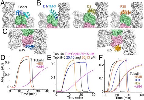 Insight Into Microtubule Nucleation From Tubulin Capping Proteins PNAS