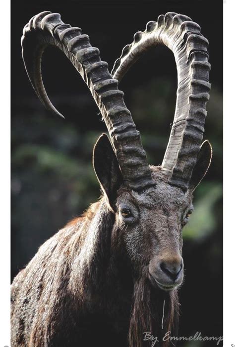 Alpine Ibex