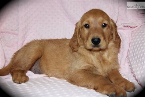 Ruby Golden Retriever Puppy For Sale Near Dallas Fort Worth Texas