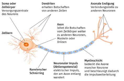 2 2 Emotionen Und Gehirn 5 Neurophysiologische Grundlagen Von