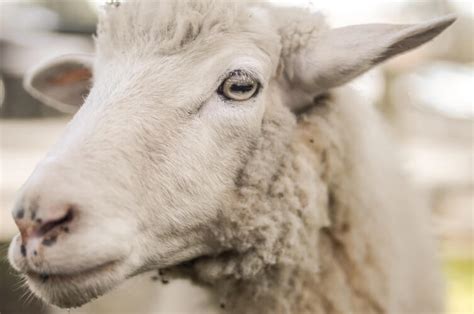 Sheep Facts That Will Make You Hate The Wool Industry Peta