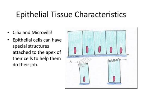 Ppt Epithelial Tissue Powerpoint Presentation Free Download Id2505733