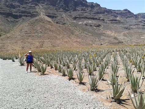 Finca Canarias Aloe Vera Fataga 2019 Lo Que Se Debe Saber Antes